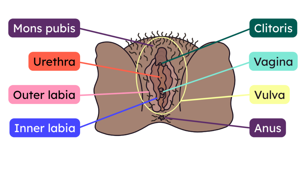 labelled diagram of a vulva