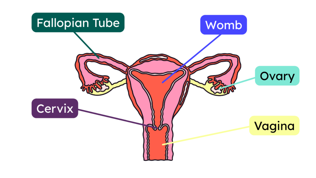 labelled diagram of a uterus