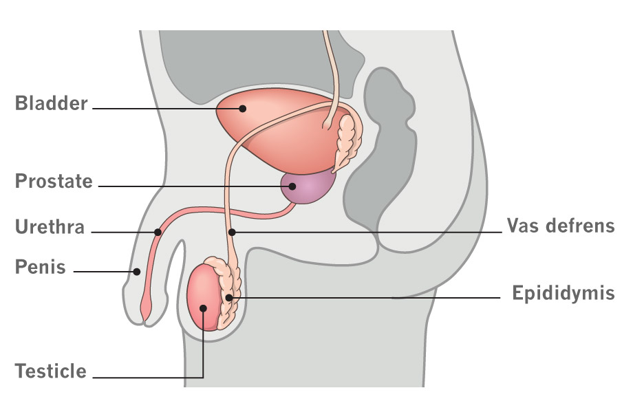 Illustration of the inside of a male penis