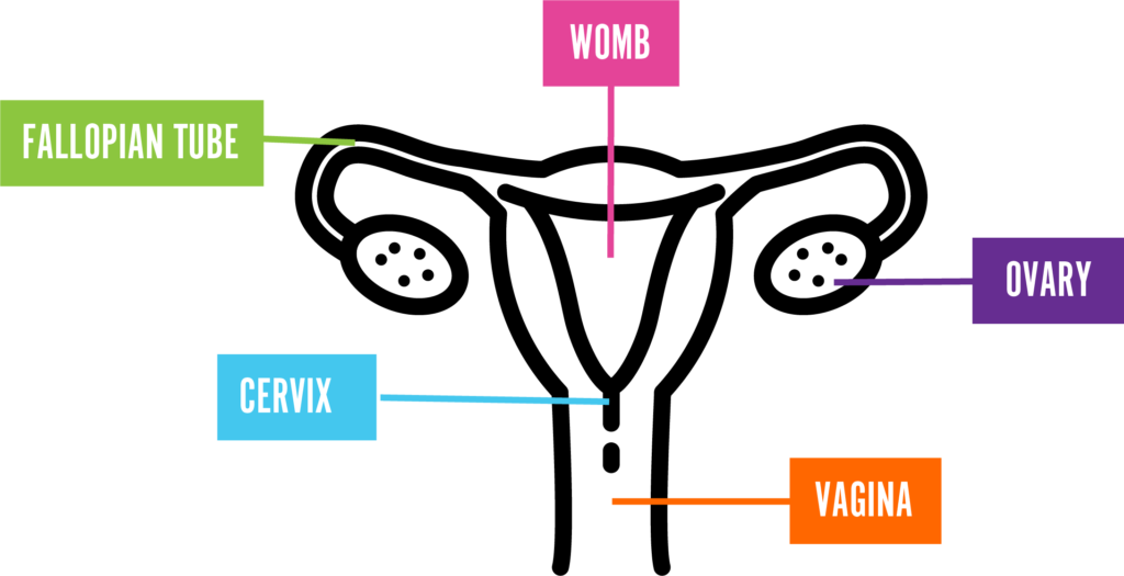 labelled diagram of a uterus