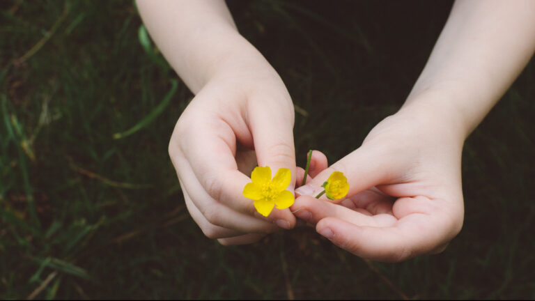 a child's hands holding a buttercup