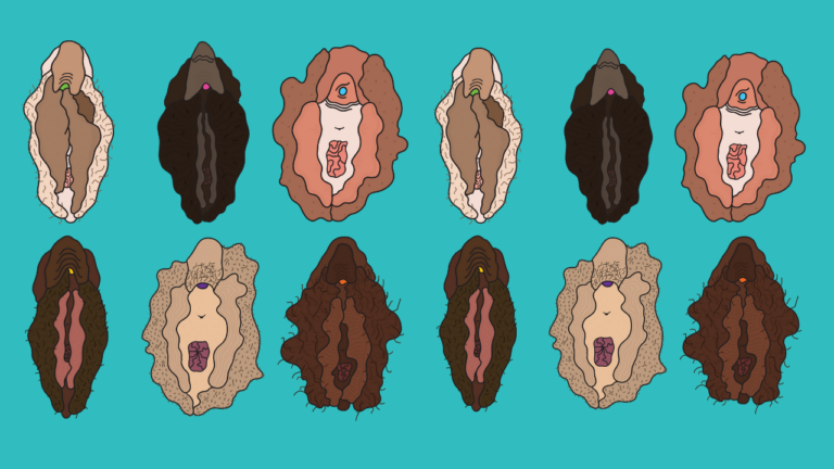 illustration of lots of different vulvas against a turquoise background