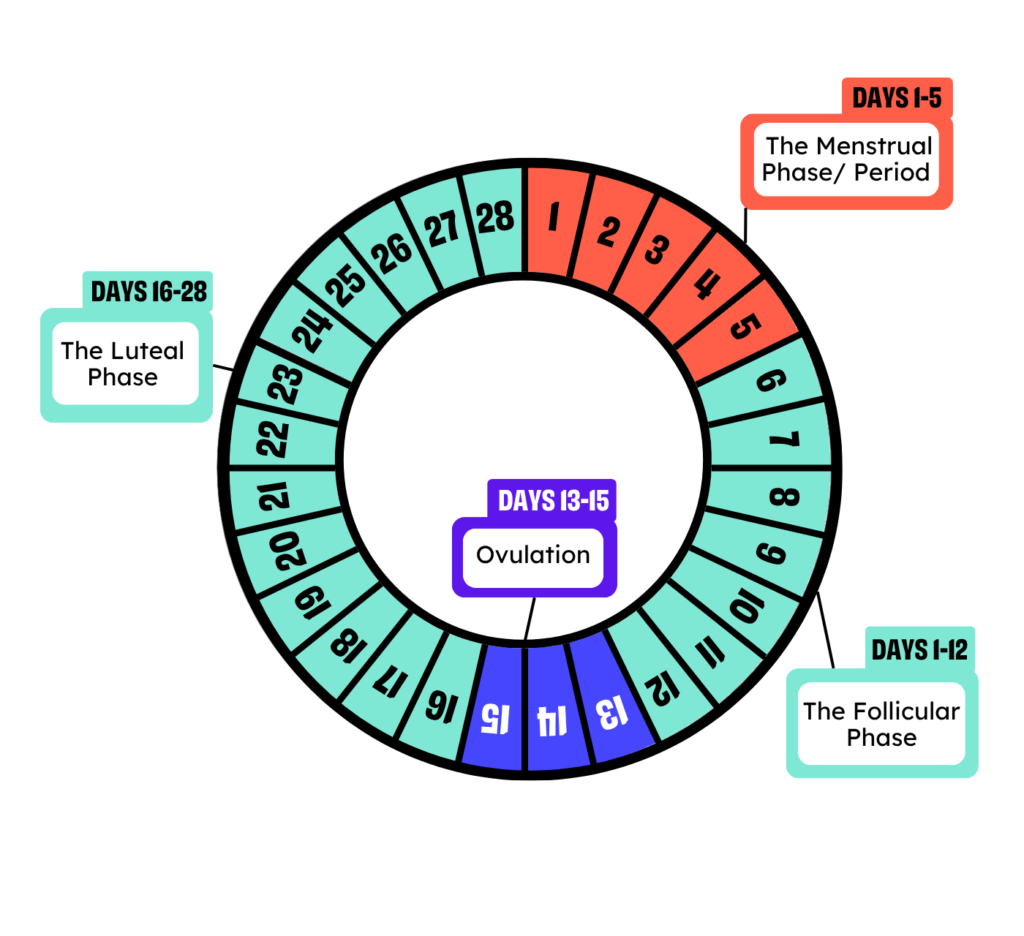 Illustration showing phases of menstrual cycle - days 1-5: Period, days, 6-12: Follicular phase, days 13-15: Ovulation and days 16-28: luteal phase