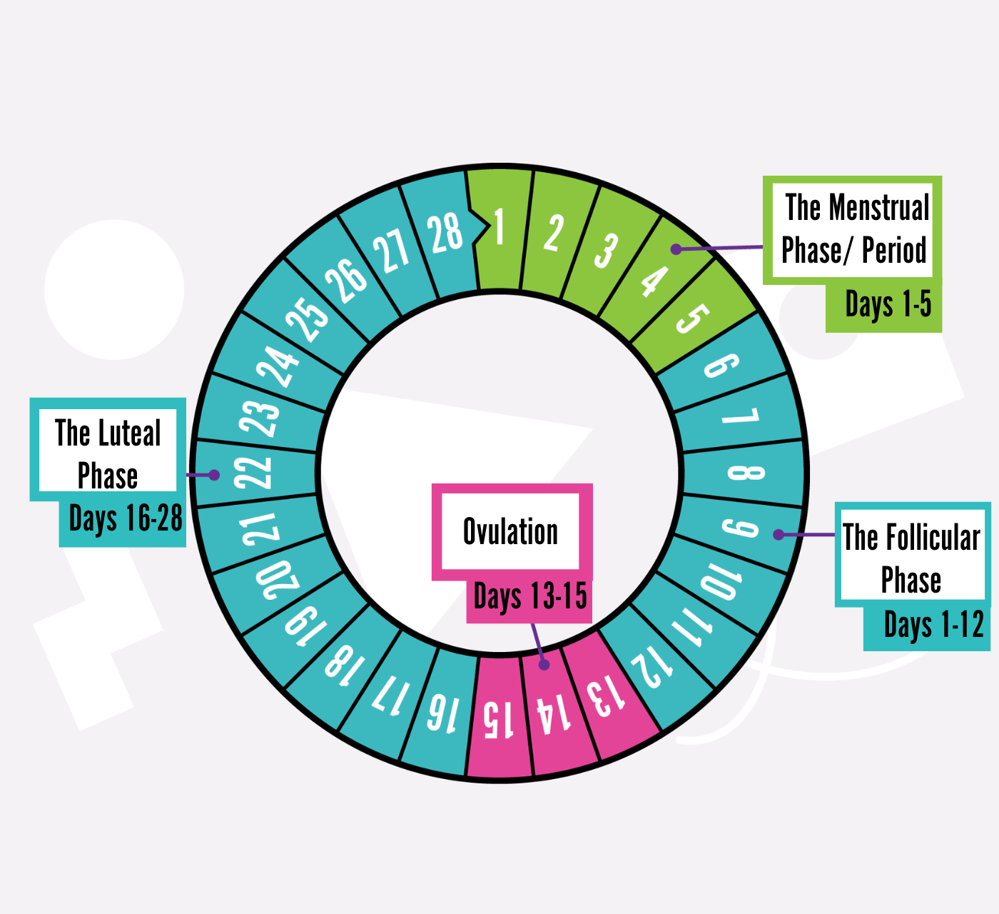 Food Charts For Each Phase of Your Menstrual Cycle